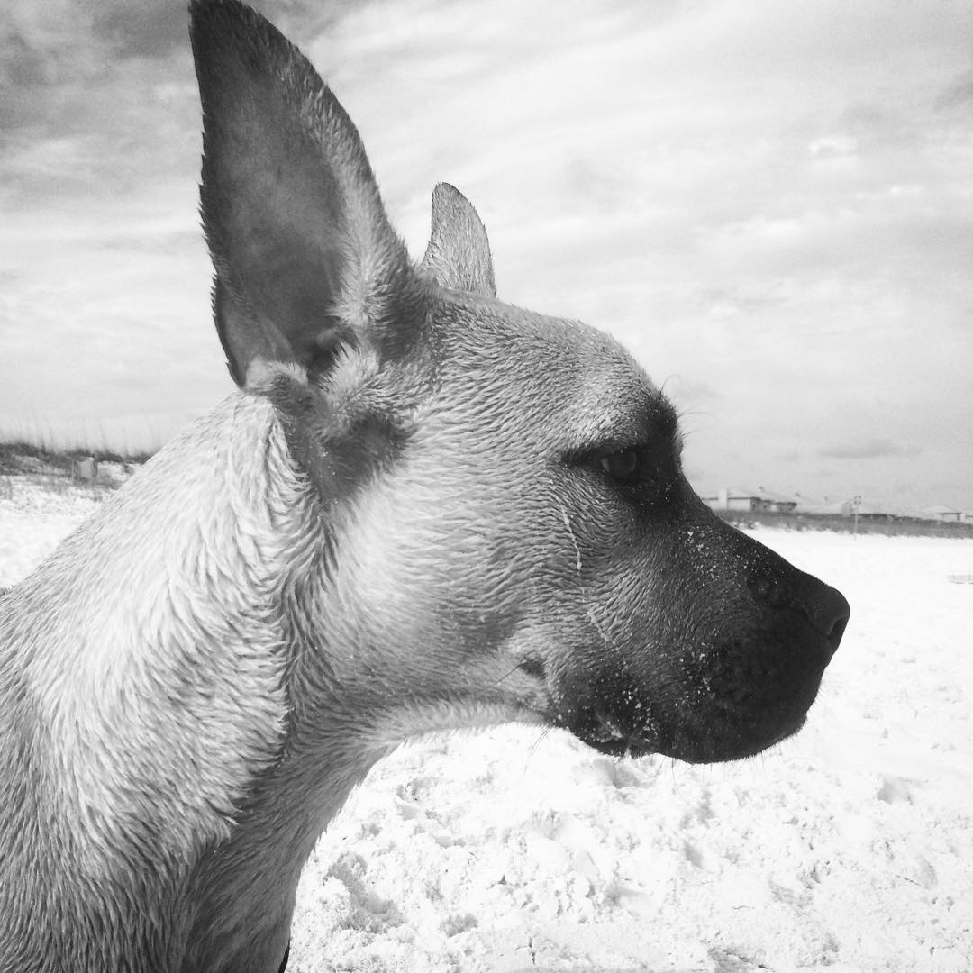 Pensacola Beach Things To Do - Pensacola Beach Dog Park - Original Photo