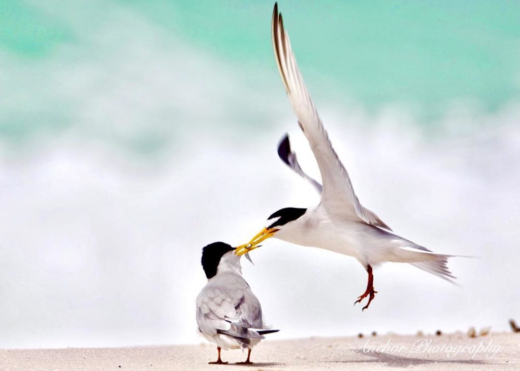 a male seagull flying down to feed the female seagull at the beach