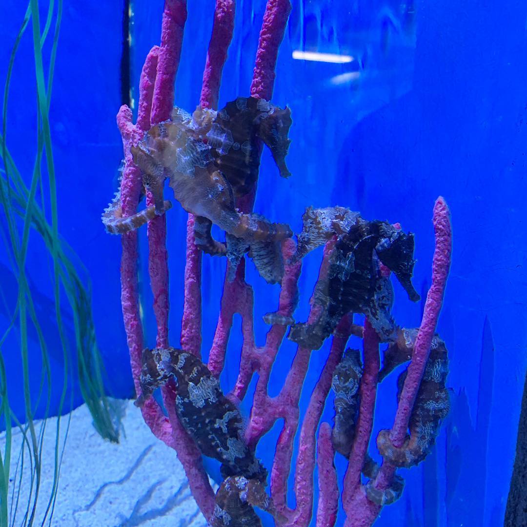 Unbiased Review of Gulfarium Marine Adventure Park