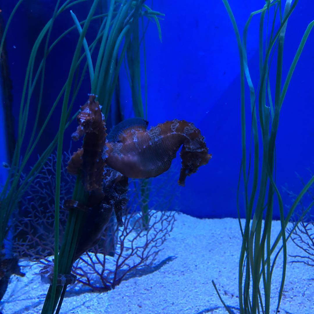 Unbiased Review of Gulfarium Marine Adventure Park