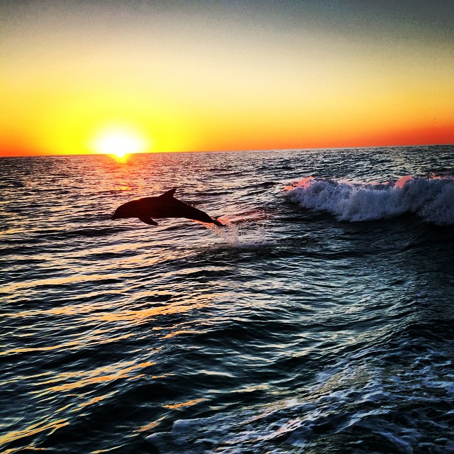 a dolphin jumping out of the water during the sunset