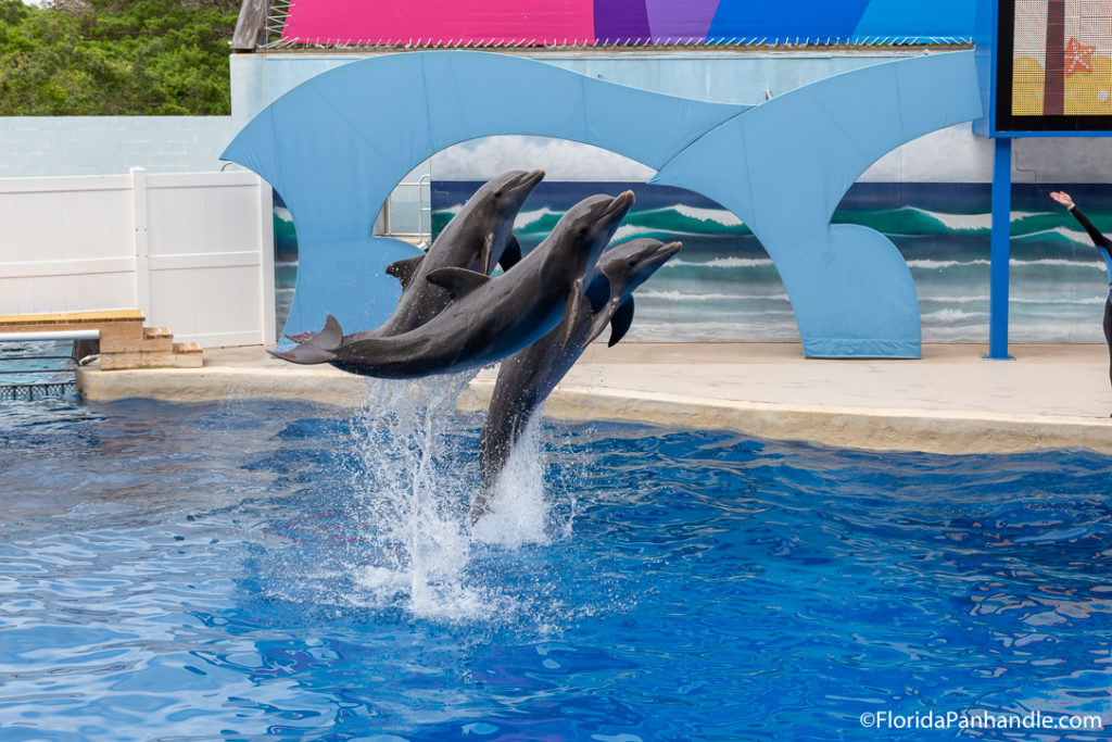 three dolphins jumping out of the water into the air