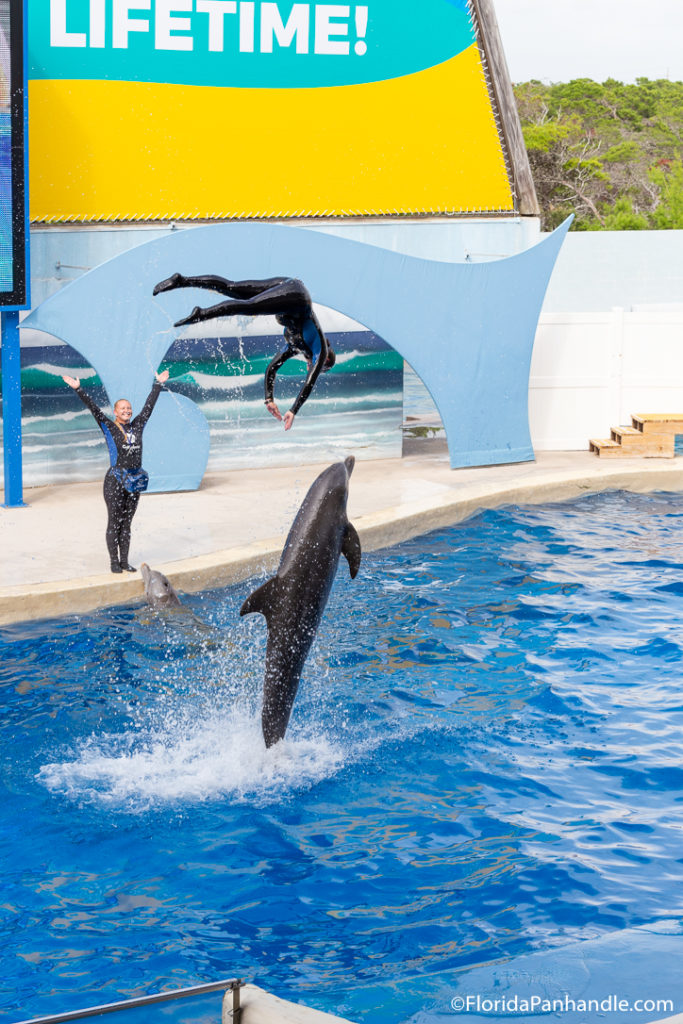 dolphin and dolphin trainer jumping on the air back into the water during a show at Gulf World Marine Park