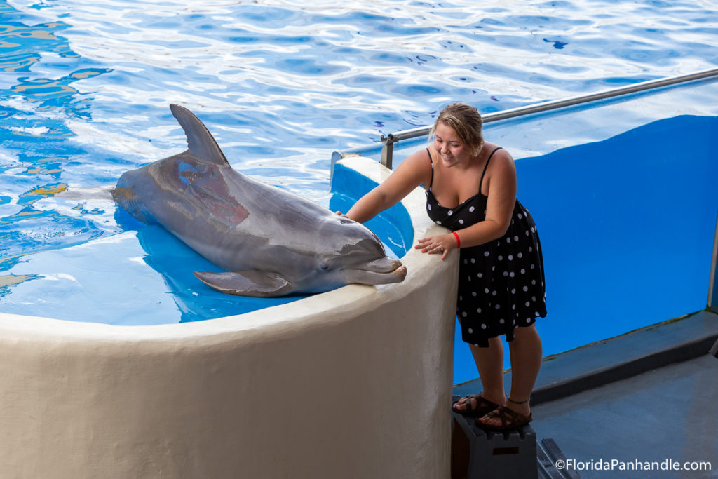 a woman petting a dolphin