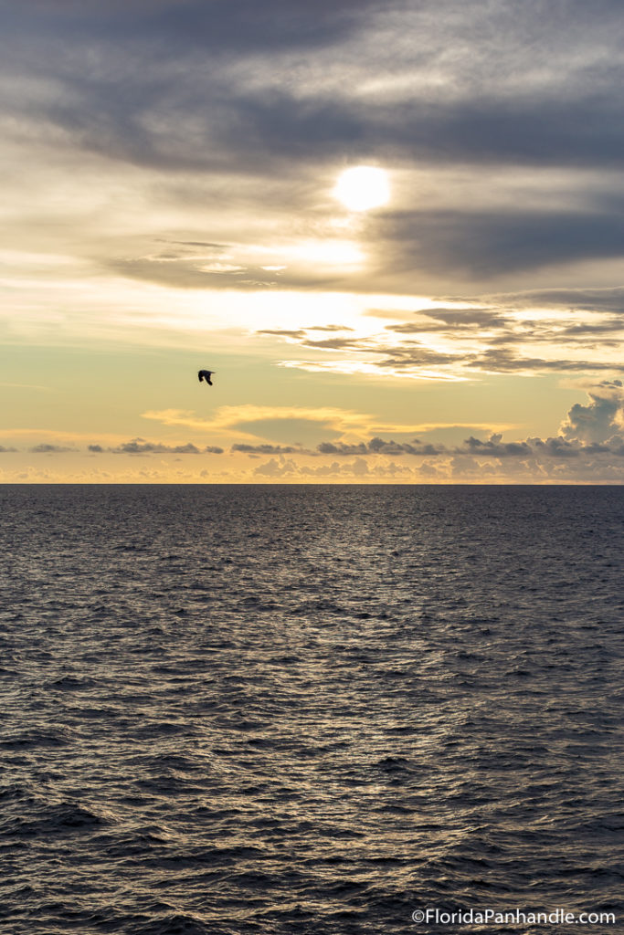 a bird flying over the ocean while the sun gets ready to set