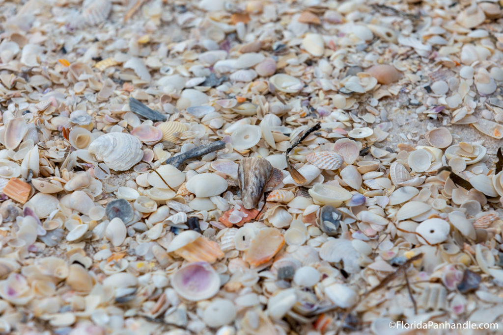 a bunch of shells different shapes, sizes and colors at Shell Island