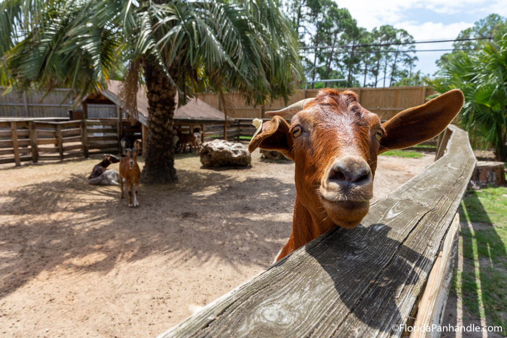 a brown goat looking at the camera from the side railing with one ear straight out