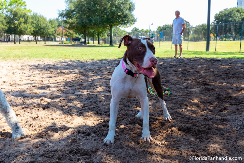 a brown and white medium sized dog at Destin Dog Park in Florida