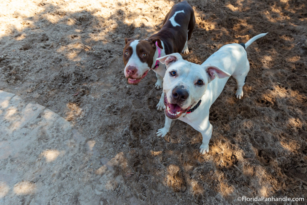 a brown and white dog standing in dirt, smiling at the camera