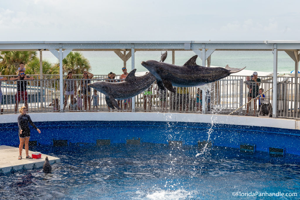 two dolphins jumping out of the pool into the air