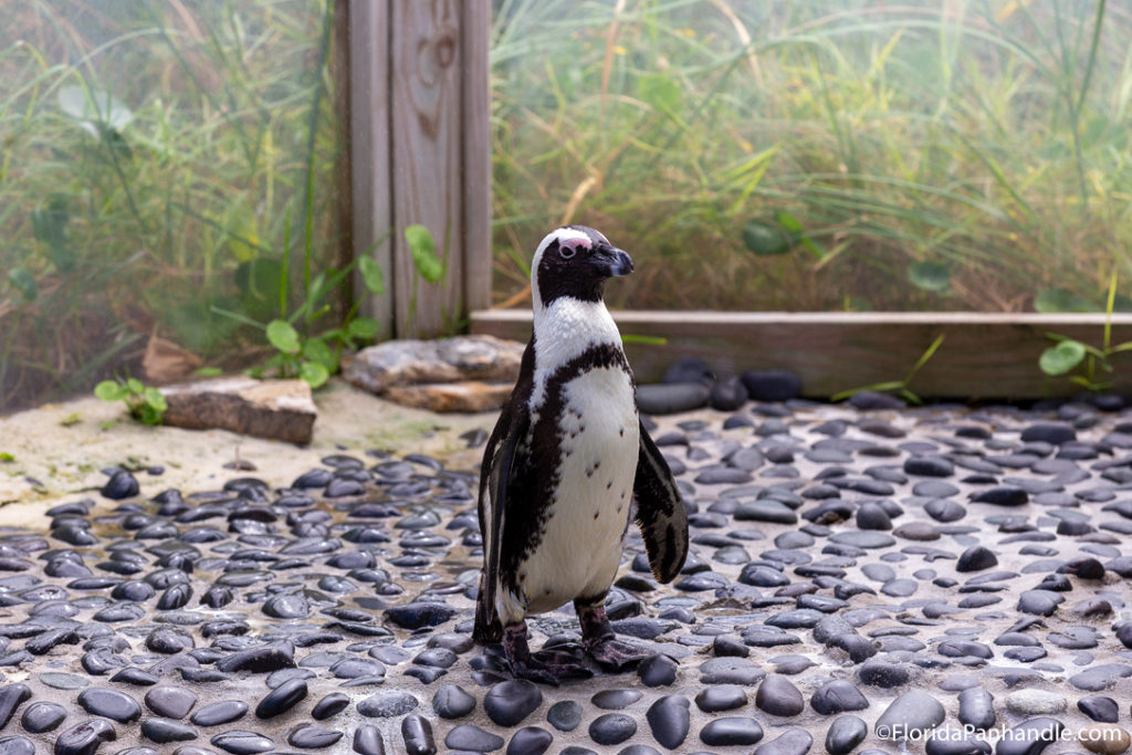 a black and white penguin standing on pebbles