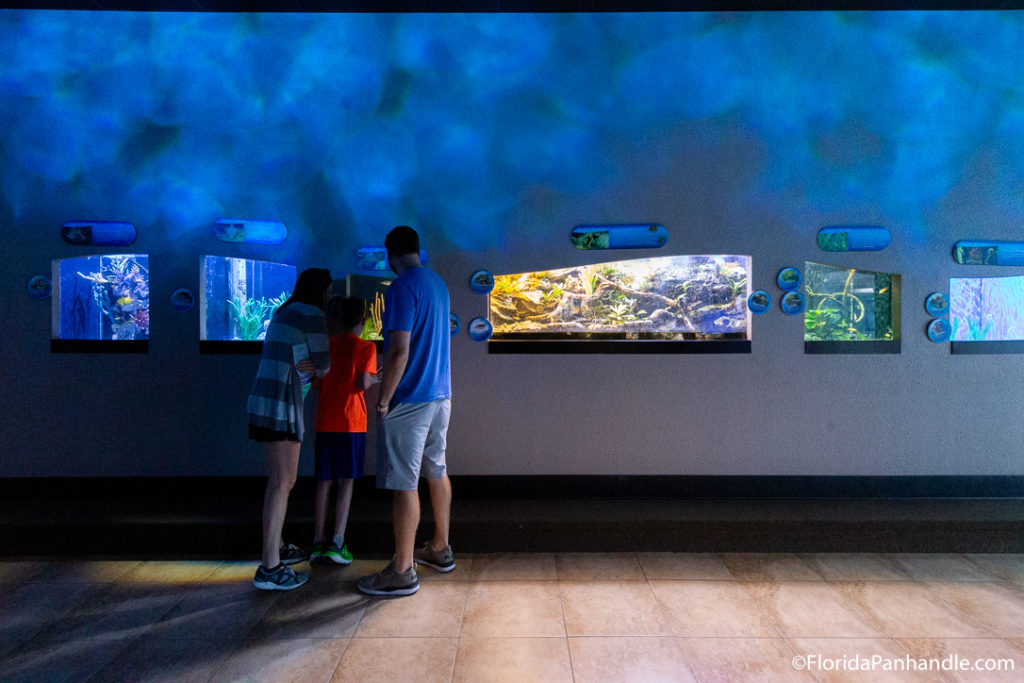 mom, dad and son looking through a small glass through the wall at the Gulf Marine Adventure Park