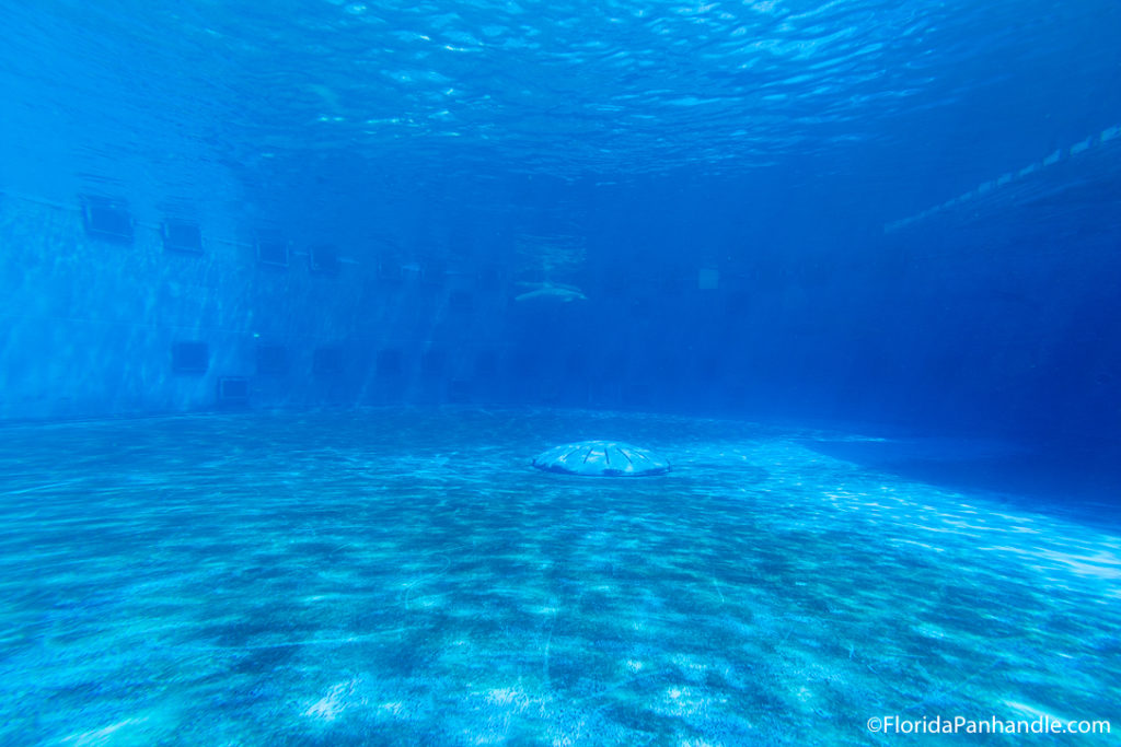 an underwater view at the Gulfarium Adventure Park