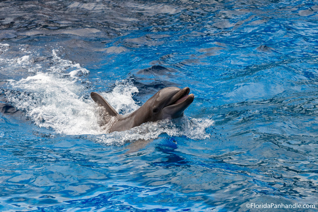 a dolphin swimming in the water with it head out and smiling