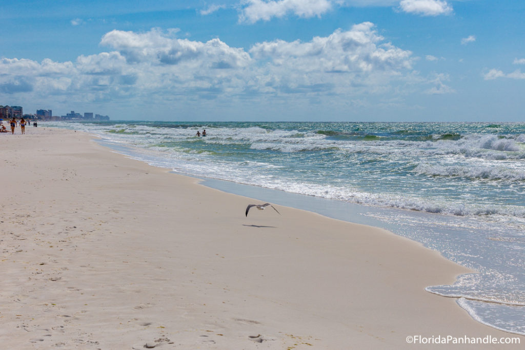 a seagull swooping low onto the beach on a sunny day at Henderson Beach State Park in Destin Florida