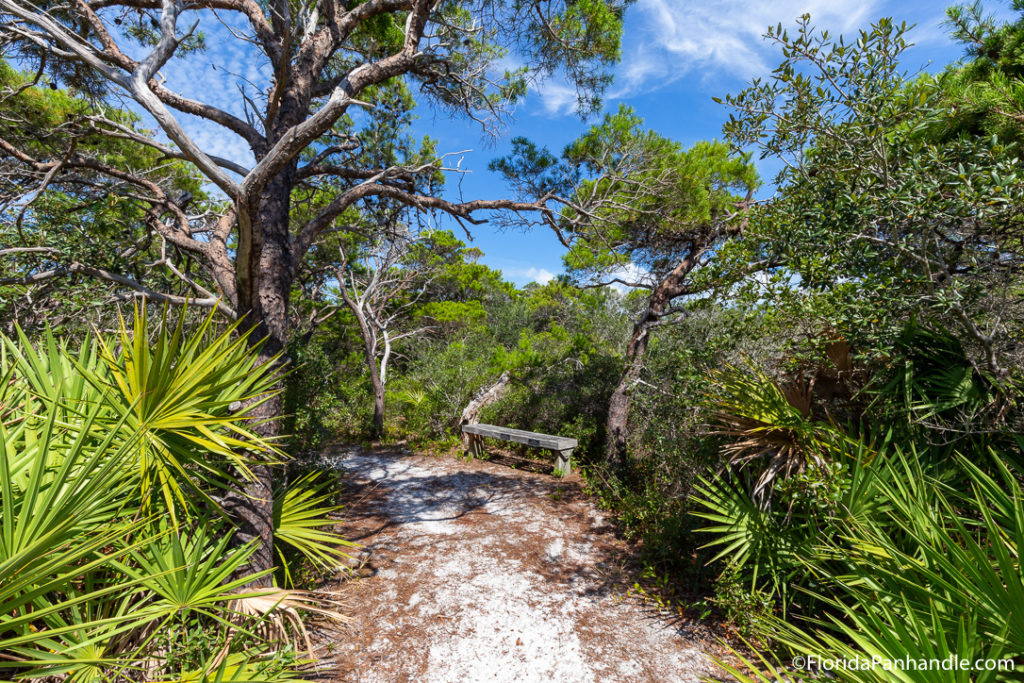 a sandy pathway trail through a wooded area in Destin, Florida