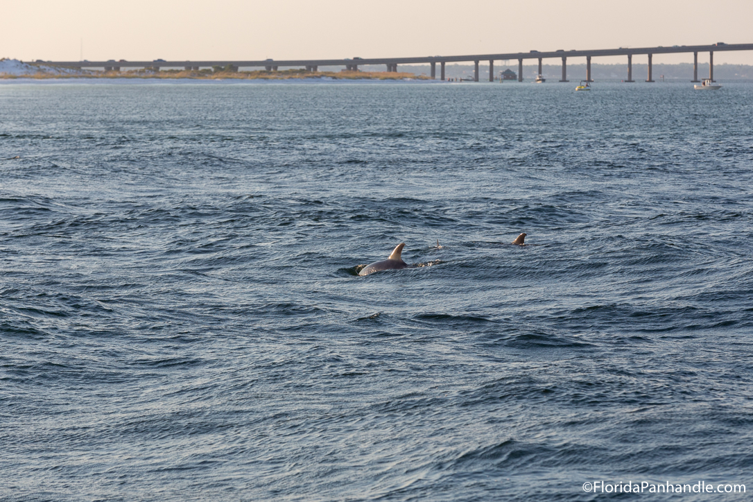 Destin Things To Do - Southern Star Dolphin Cruise - Original Photo