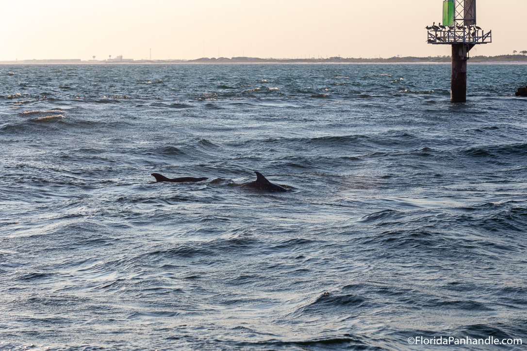 Destin Things To Do - Southern Star Dolphin Cruise - Original Photo