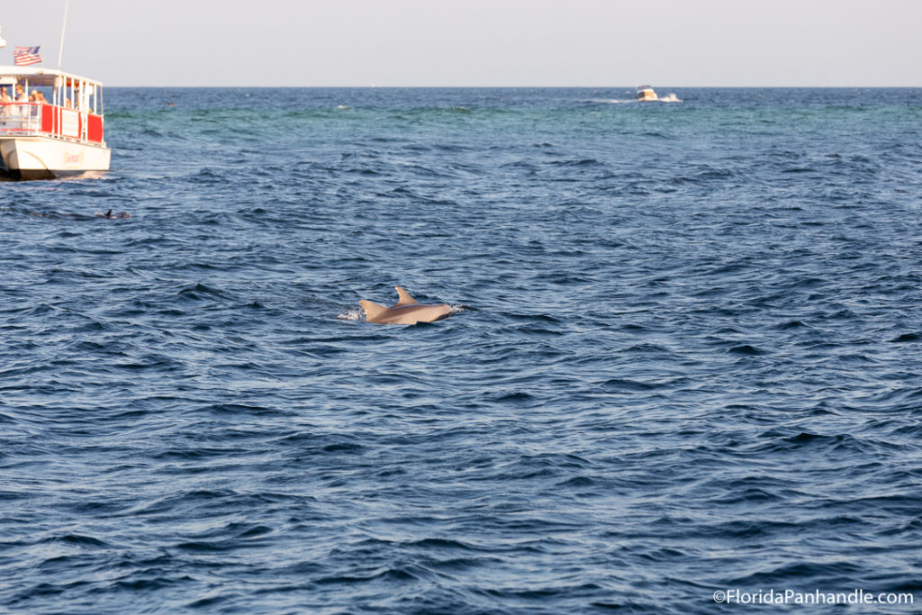 two dolphins swimming together in the ocean 