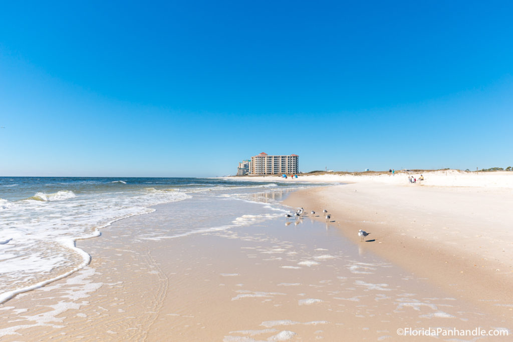 a group of seagull's hanging around the shoreline at Johnson Beach in Florida 