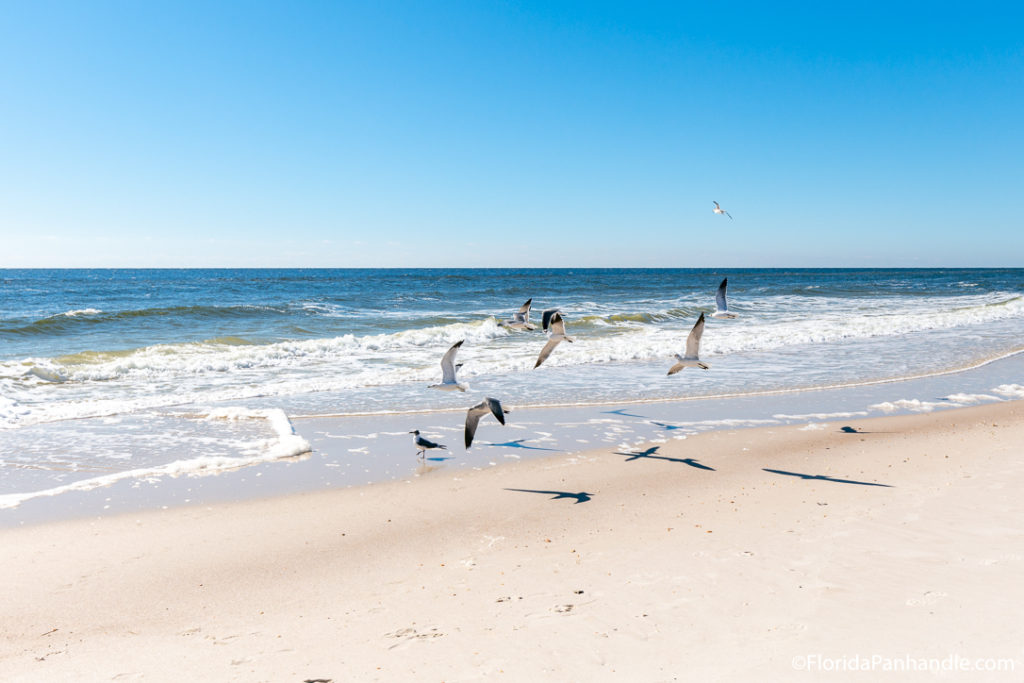 seagulls flying right over the shoreline on a sunny day at Johnson Beach 