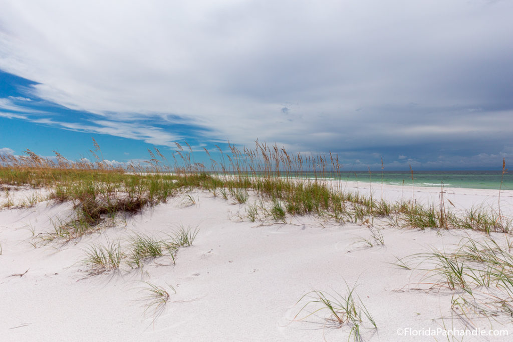 secluded beach called shell island with mossy grass and plants perfect for wildlife