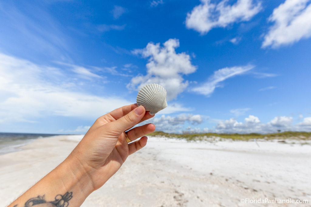 hand holding up a seashell, shell island, panama city beach, beach day