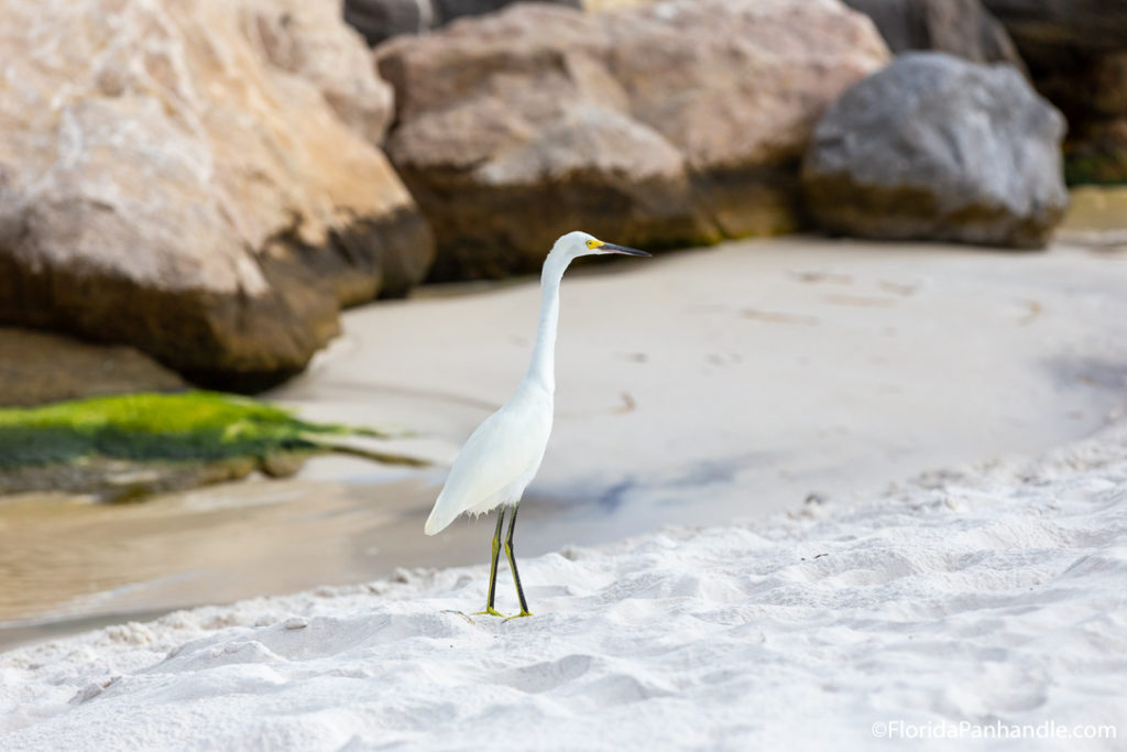 white bird with long neck and skinny legs at shell island in panama city beach florida