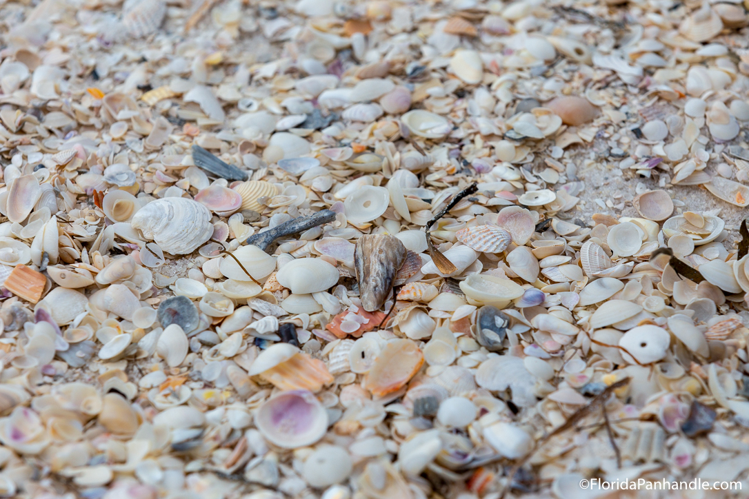 Winter Shelling in Pensacola: How to Find the Best Seashells