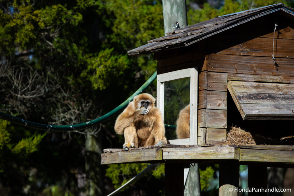 a monkey eating something as he sit up by the hen house