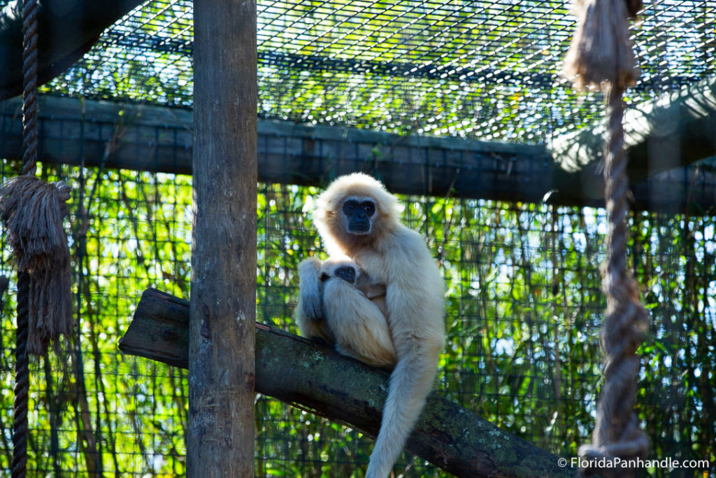 Top 7 KidApproved Ideas for an Unforgettable Day in Pensacola