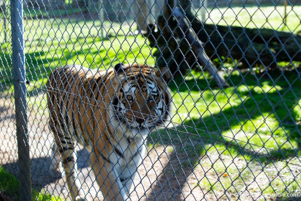 a tiger on the other side of a fence