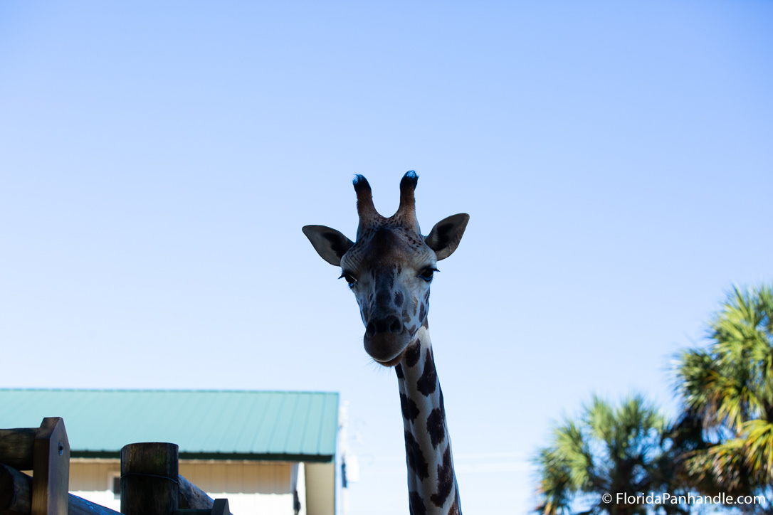 Pensacola Beach Things To Do - Gulf Breeze Zoo - Original Photo