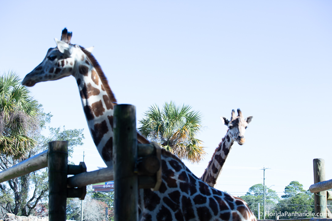 Pensacola Beach Things To Do - Gulf Breeze Zoo - Original Photo