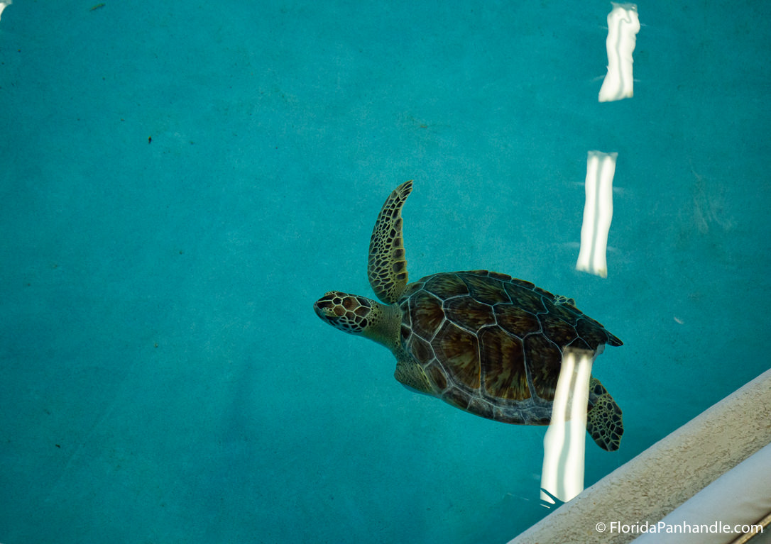 Pensacola Beach Things To Do - Navarre Beach Sea Turtle Conservation Center - Original Photo
