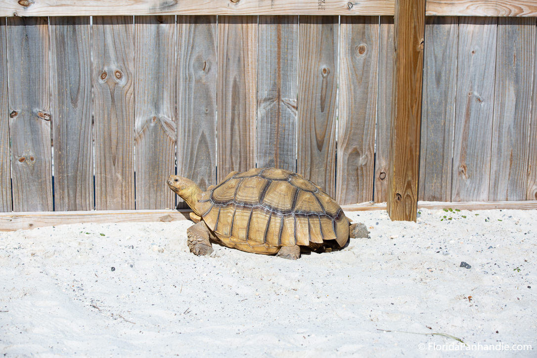 Pensacola Beach Things To Do - Navarre Beach Sea Turtle Conservation Center - Original Photo