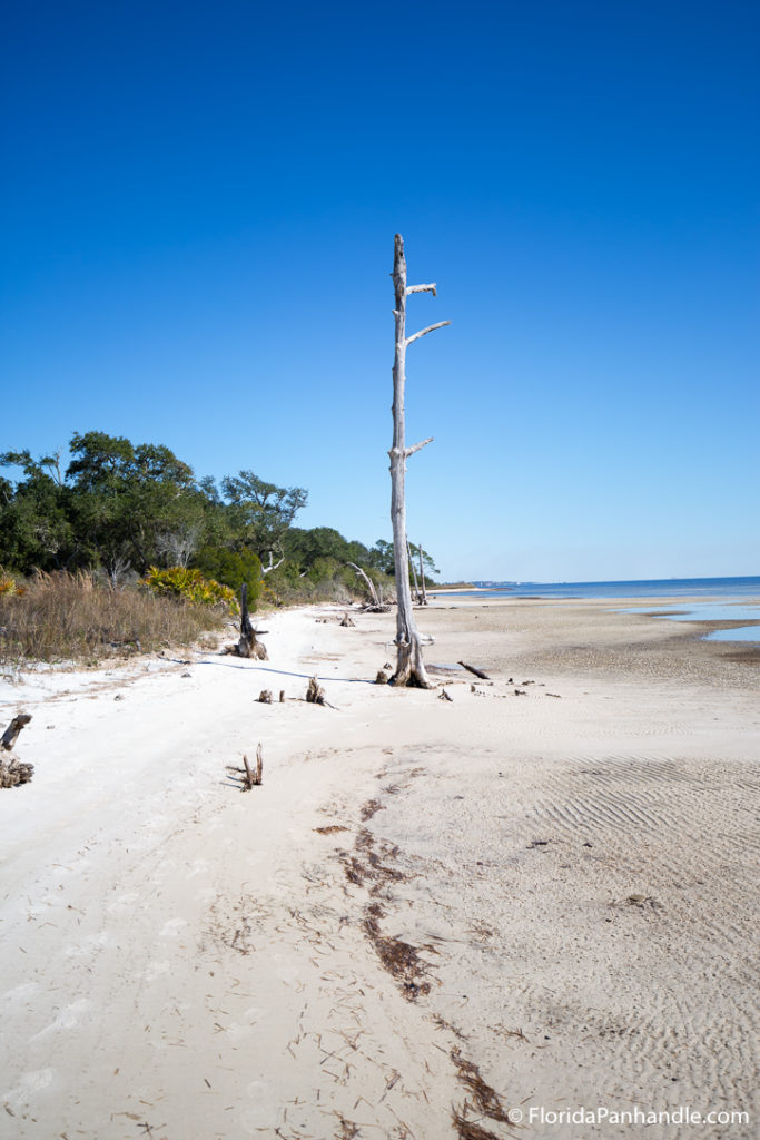 empty beach with a giant tree sticking out of the ground with no leaves are branches at Naval Live Oaks