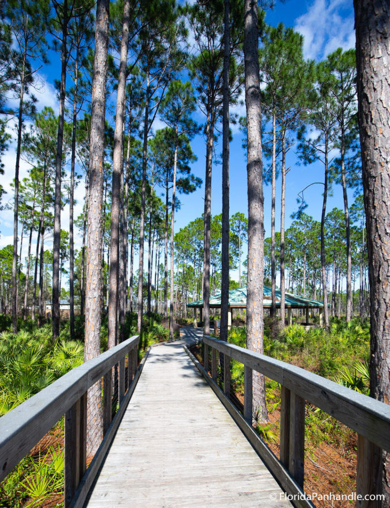 a wooden walkway through tall trees and lush greens