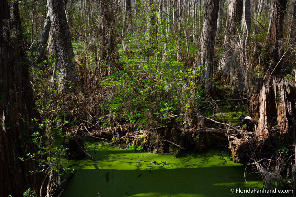 travel tips, panama city beach, conservation wetland park
