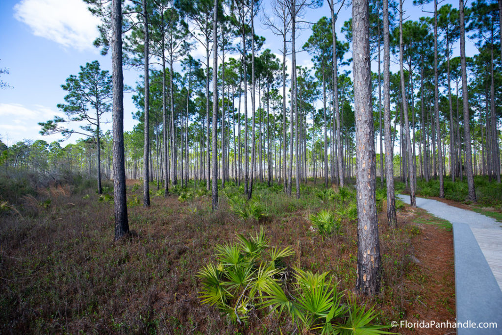 a park with many tall and skinny trees and tropical plant life