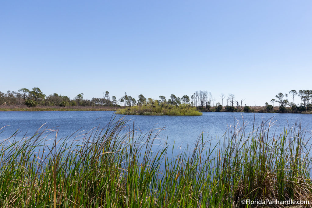 view of a lake from behind the tall grass during the day with baby blue skies at St. Andrews State Park