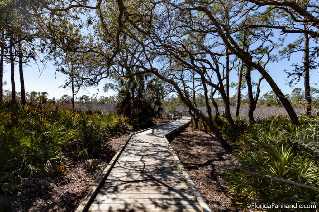 a wooden walkway through lush greens