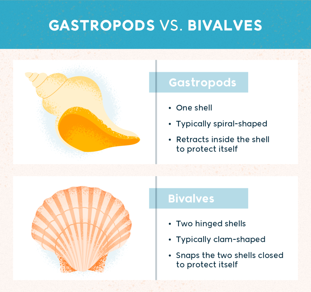 Gastropods vs. Bivalves seashells
