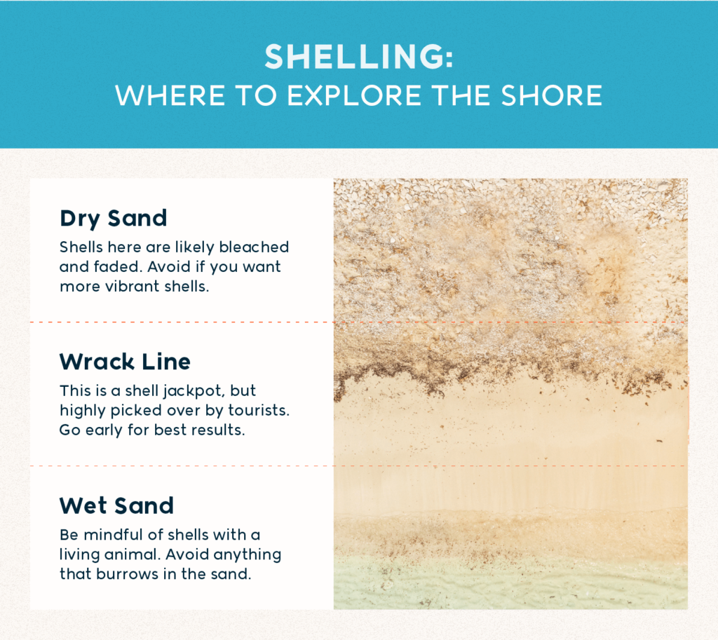 A Beginner's Guide to Collecting Seashells as a Hobby - HobbyLark