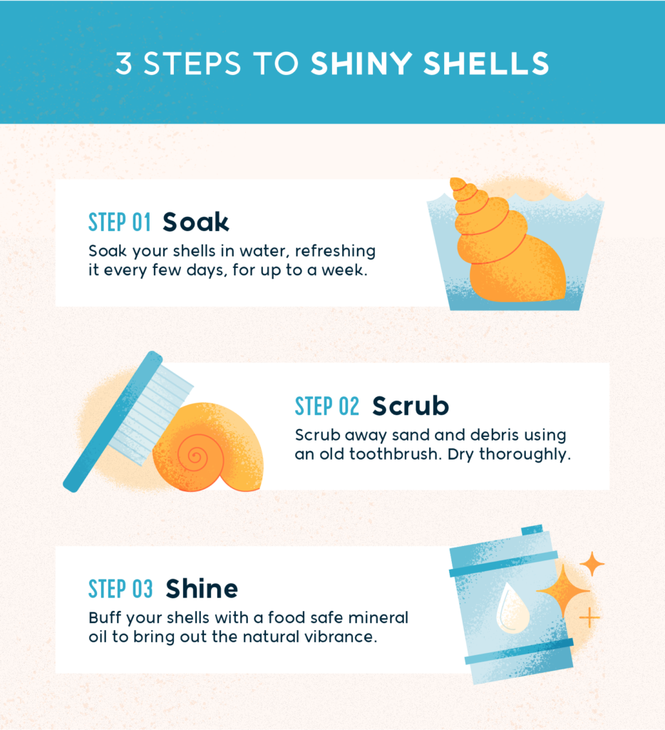 3 steps to shiny shells:

1. Soak your shells in water, refreshing it every few days for up to a week.

2. Scrub away sand and debris using an old toothbrush. Dry thoroughly.

3. Buff your shells with a food safe mineral oil to bring out the natural vibrance.