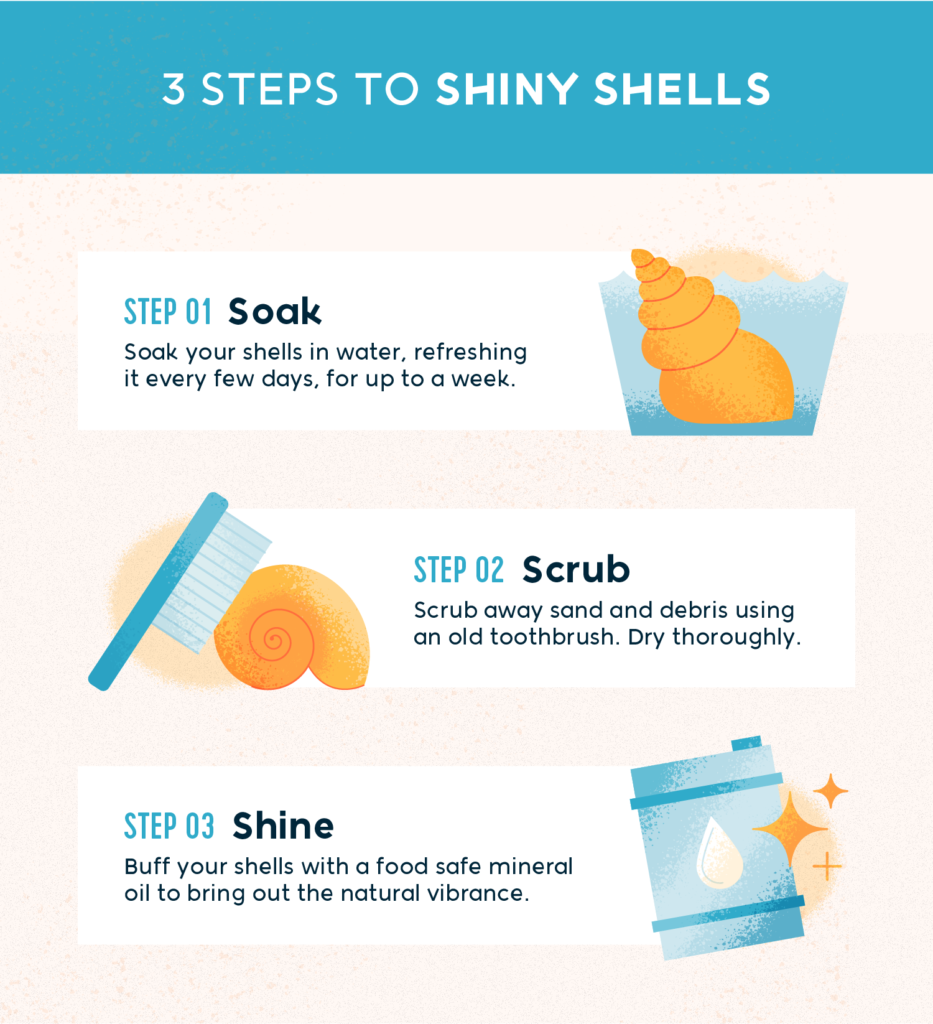 A Beginner's Guide to Collecting Seashells as a Hobby - HobbyLark