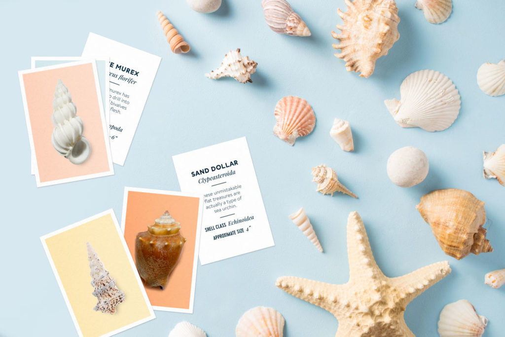 seashell identification cards printable 