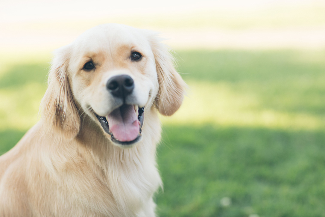 Dog-Friendly Destin: Top Activities to Enjoy With Your Four-Legged Companion