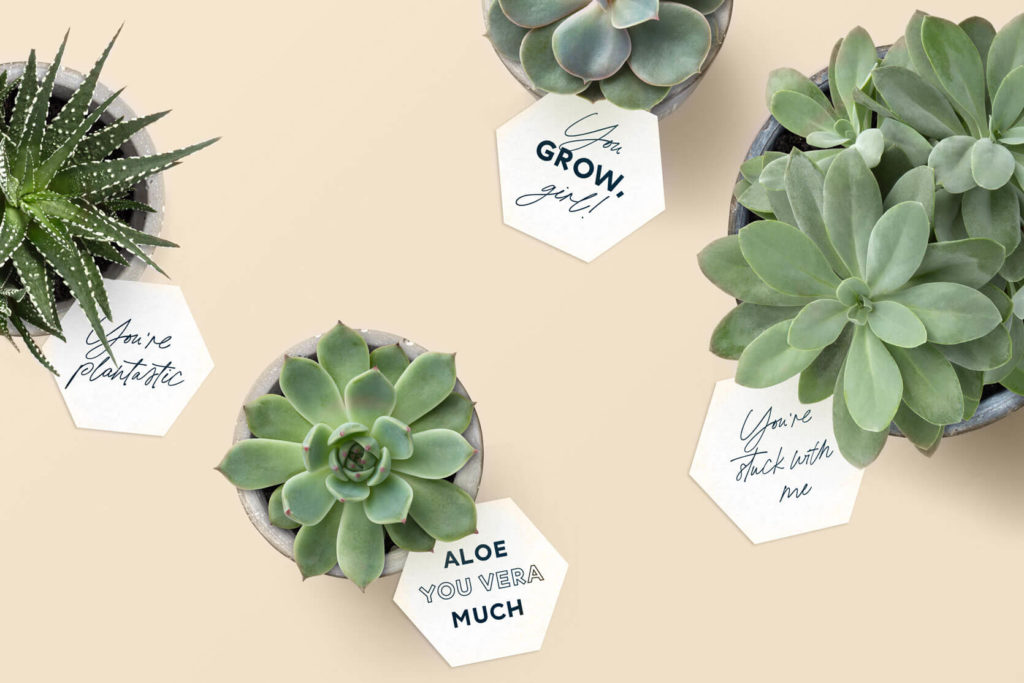 succulents with cute quotes on tags