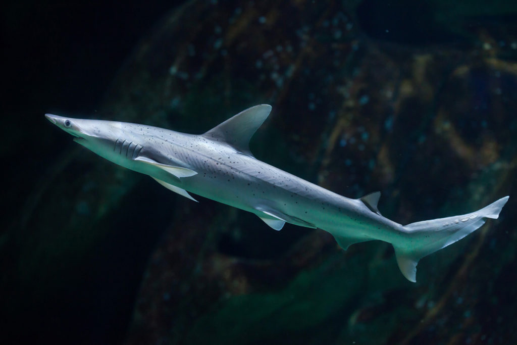 clear image of Bonnethead shark under water